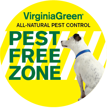 Natural flea 2024 and tick control